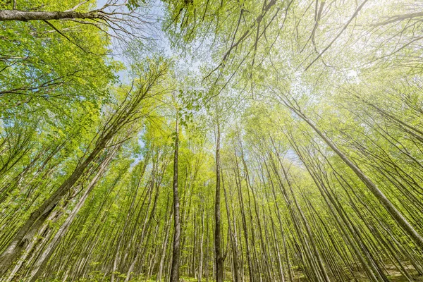 Voorjaar Weergave Van Bomen Diepe Bergbos — Stockfoto