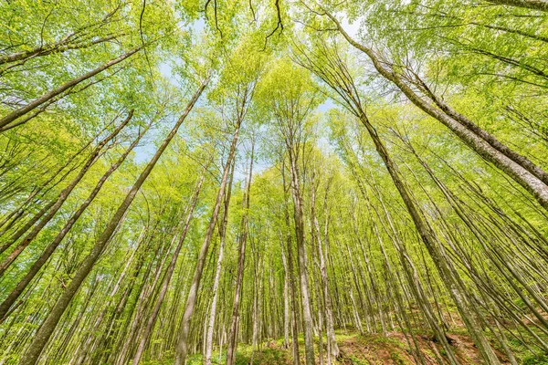 Voorjaar Weergave Van Bomen Diepe Bergbos — Stockfoto