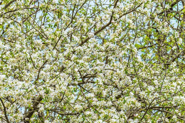 Branches Pommier Printemps — Photo