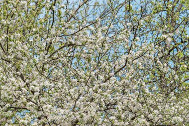 Bahar zaman elma ağacının dalları.