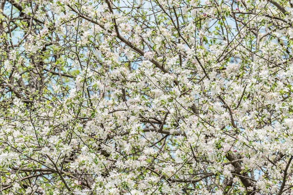 在春天的时候的苹果树枝 — 图库照片