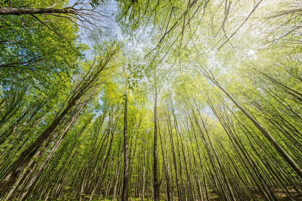 Voorjaar Weergave Van Bomen Diepe Bergbos — Stockfoto