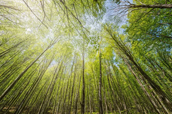 Voorjaar Weergave Van Bomen Diepe Bergbos Caucasus Rusland — Stockfoto