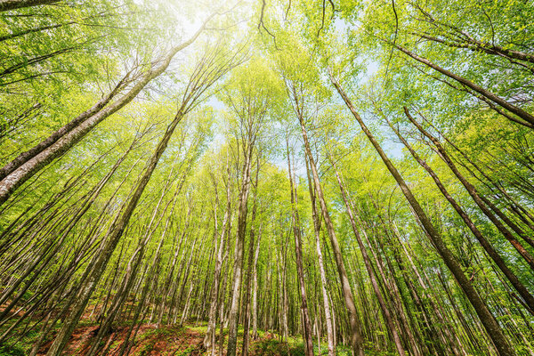 Spring view of the trees in the deep mountain forest. Caucasus. Russia.