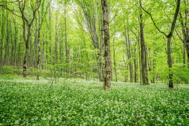 Ramsonların beyaz çiçekleri ya da ormanın derinliklerinde yabani sarımsak.