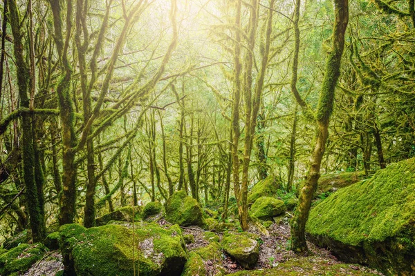 Boxwood Deep Mountain Forest Sunset Caucasus Russia — Stock Photo, Image