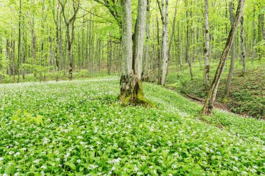 Beyaz çiçekler ramsons veya derin ormandaki yabani sarımsak. Caucasus. Rusya.