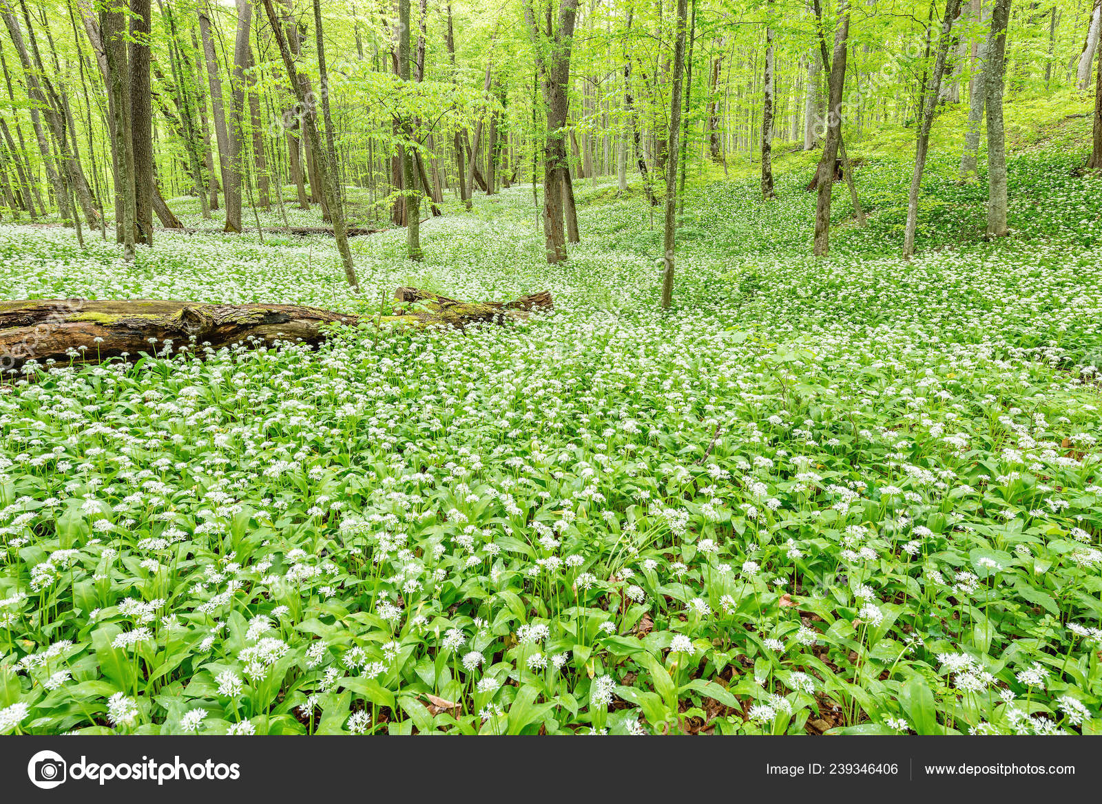 White Flowers Ramsons Wild Garlic Deep Forest Caucasus Russia Stock Photo Image By C Serjio74b White Flowers Ramsons Wild Garlic Deep Forest Caucasus Russia Stock Photo Image By C Serjio74b