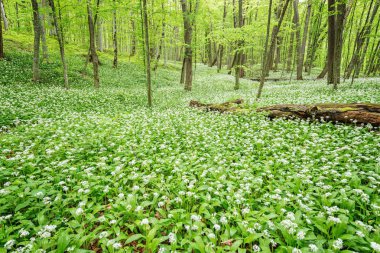 Beyaz çiçekler ramsons veya derin ormandaki yabani sarımsak. Caucasus. Rusya.