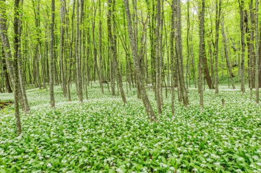 Ramsonların beyaz çiçekleri ya da ormanın derinliklerinde yabani sarımsak.