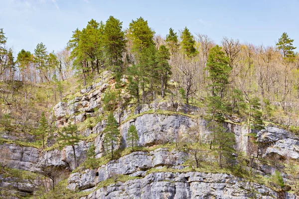 Geçitteki kayalıklarda çam ağaçları. Kafkasya.