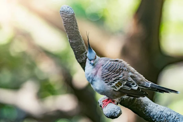 Bird Tree Branch Tropical Forest — Stock Photo, Image