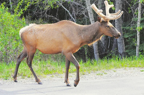 鹿在加拿大岩石的路上 班夫国家公园 — 图库照片