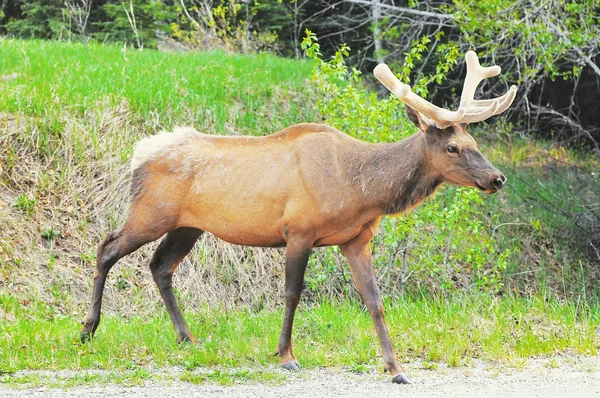 Veado Estrada Rockies Canadenses Parque Nacional Banff — Fotografia de Stock