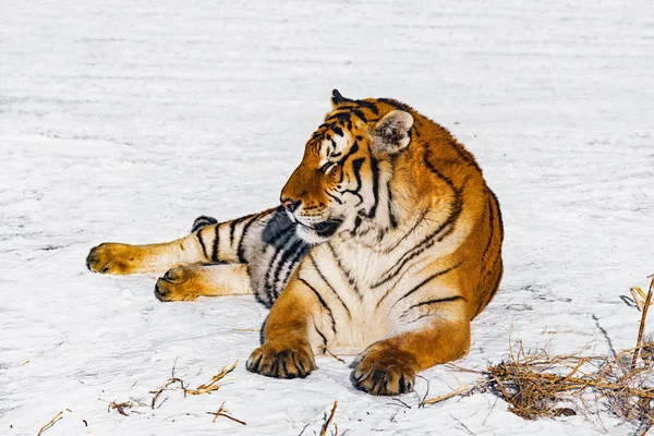 Tigre Smow Dia Ensolarado Inverno — Fotografia de Stock