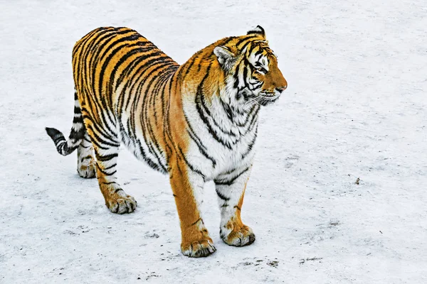 Tigre Sur Smow Journée Ensoleillée Hiver — Photo