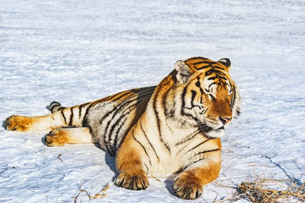 Tigre Neve Dia Ensolarado Inverno — Fotografia de Stock