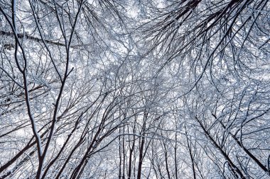 Ağaçlar kron kış görünümü gri gökyüzü arka plan üzerinde.