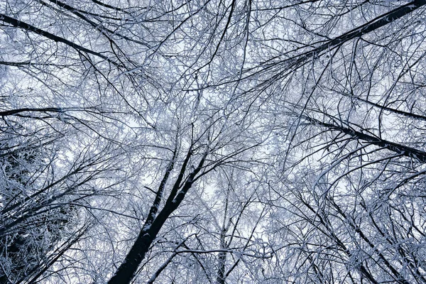 Winter View Trees Crowns Gray Sky Background — Stock Photo, Image