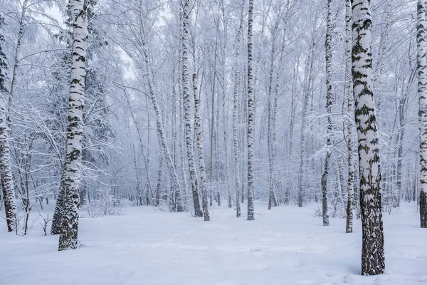 冬の白樺の木立の木から落ちる雪粉じん一日の時間 — ストック写真