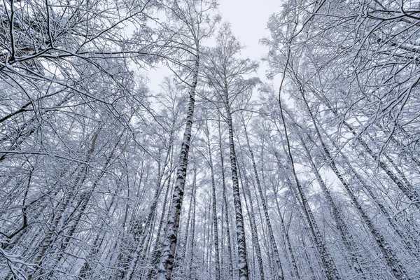 冬の森の白樺の樹に積もった雪の日時間 — ストック写真