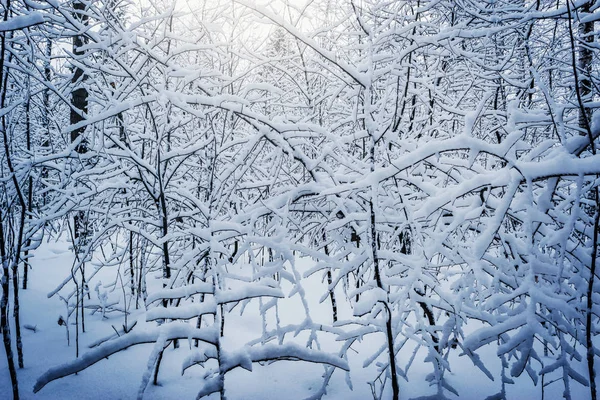 Снег Деревьях Лесу Зимнее Время — стоковое фото