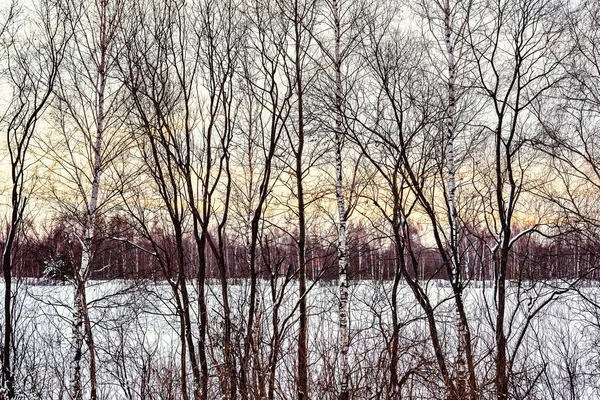 Bäume Feld Bei Sonnenuntergang Winter — Stockfoto