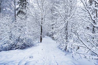 Kış, Orman yolundaki gündüz.