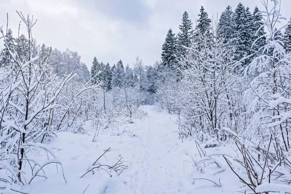 Path in the forest at winter cold day time.