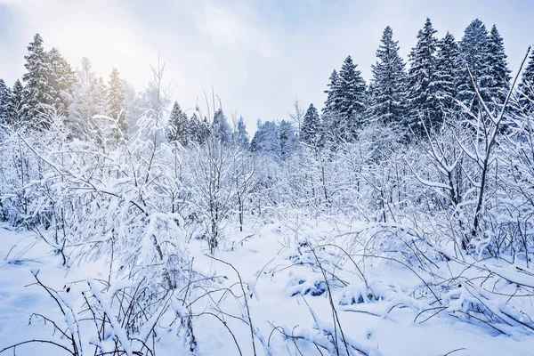 冬の森の樹木に雪の日に — ストック写真