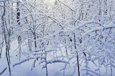 Kar, kış ormandaki ağaçlar üzerinde gündüz.