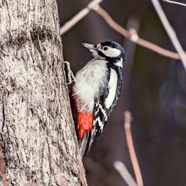 Woodpecker Seats Tree Branch Forest — Stock Photo, Image