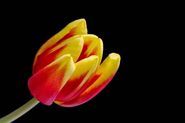 Un tulipán colorido aislado sobre fondo negro . — Foto de Stock