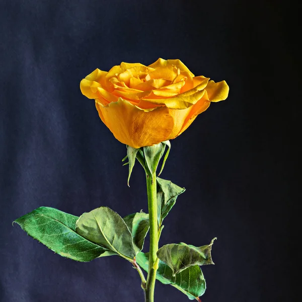 黒の背景に分離された 1 つ黄色のバラ. — ストック写真