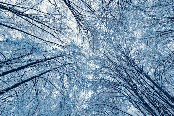 Schnee auf den Bäumen im Wald zur Winterzeit. — Stockfoto