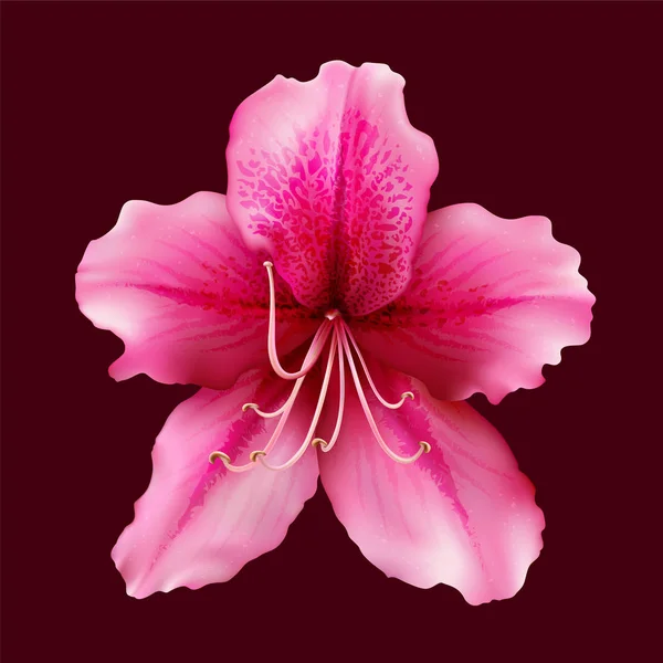 Květina z Rhododendron Azalea izolovaná na barevném pozadí. — Stockový vektor