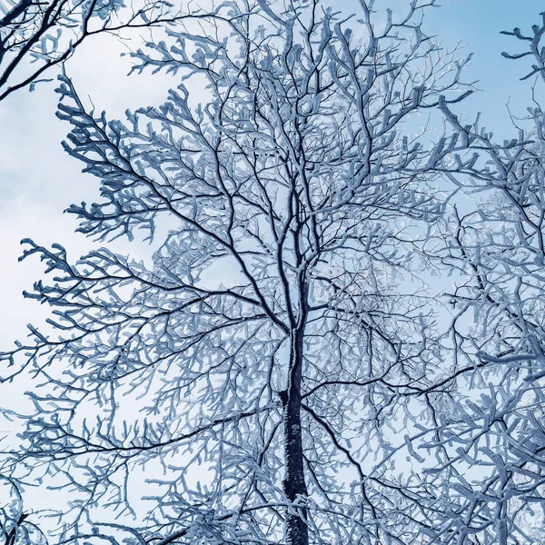 Vue sur les arbres gelés dans le parc national Huangshan. Chine — Photo