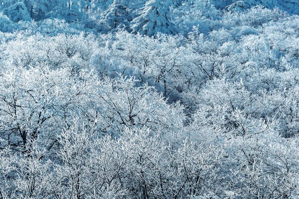 Winterwald auf den Bergen im Huangshan Nationalpark. — Stockfoto