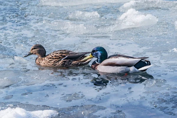 Paire de canards à la surface du lac parmi la glace fondante. — Photo