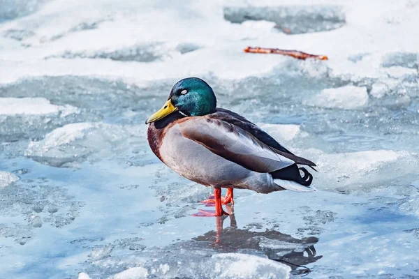 Canard mâle à la surface du lac parmi la glace fondante. — Photo