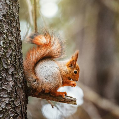 Küçük sincap ormanın ağacında oturur.