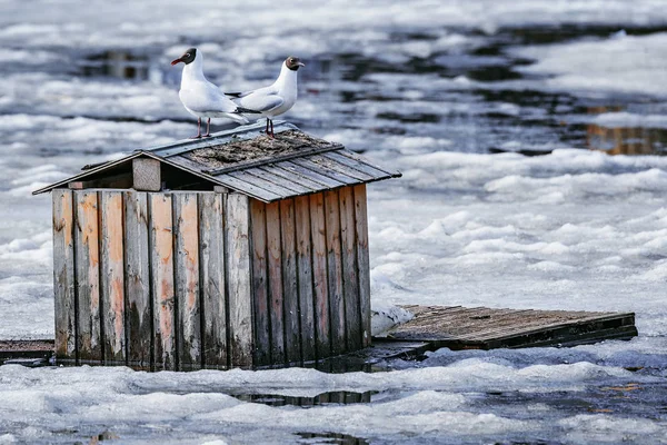 Pair of seagulls sitting on the bird house roof among the melting ice pf the lake. — Stock Photo, Image