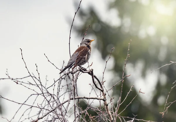 Thrush sits on the tree branch. — Stock Photo, Image