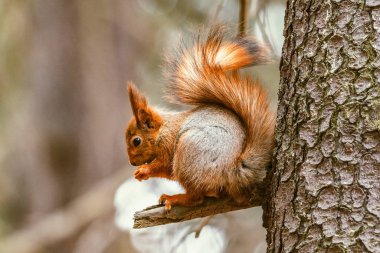 Küçük sincap ormanın ağacında oturur.
