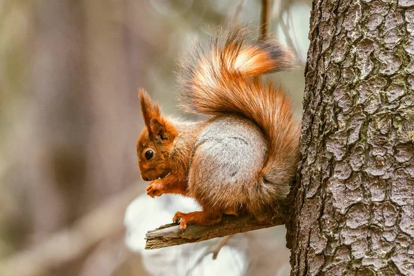 Küçük sincap ormanın ağacında oturur.