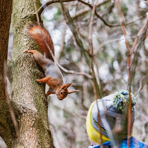Petit écureuil regarde garçon dans la forêt — Photo