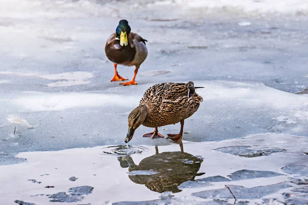 Paire de canards à la surface du lac parmi la glace fondante. — Photo