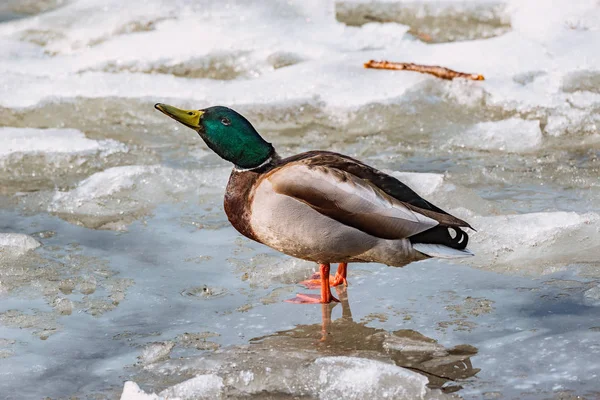 Le canard mâle boit de l'eau à la surface du lac parmi la glace fondante du lac . — Photo