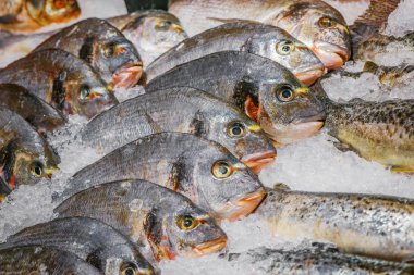 Buz ile mağaza rafında taze çiğ balık bir sürü.