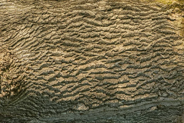 Texture della vecchia quercia nella foresta profonda . — Foto Stock